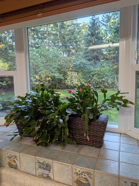 ♥️ Christmas Cactus ♥️