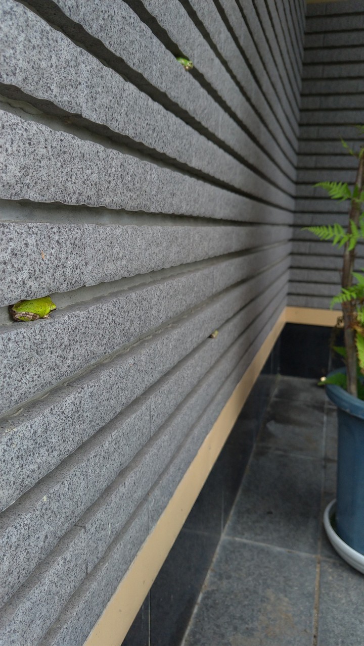 Shelter for frogs