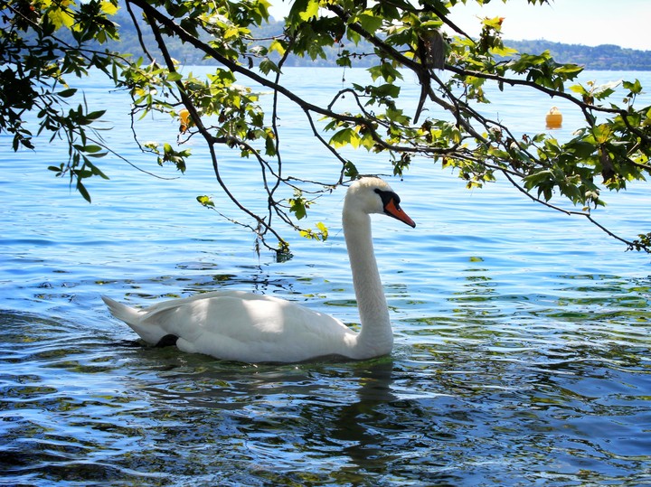 Swan