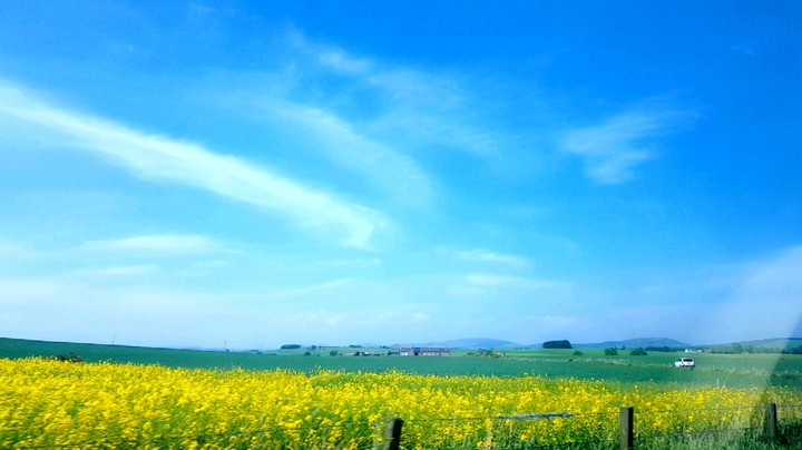 Yellow Fields