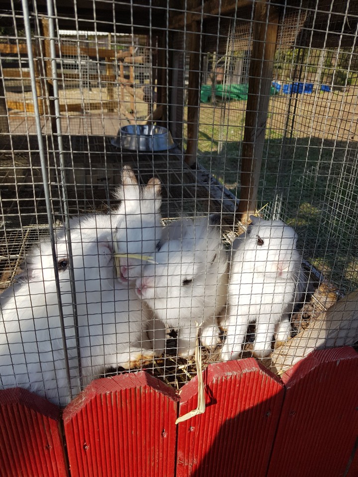 rabit