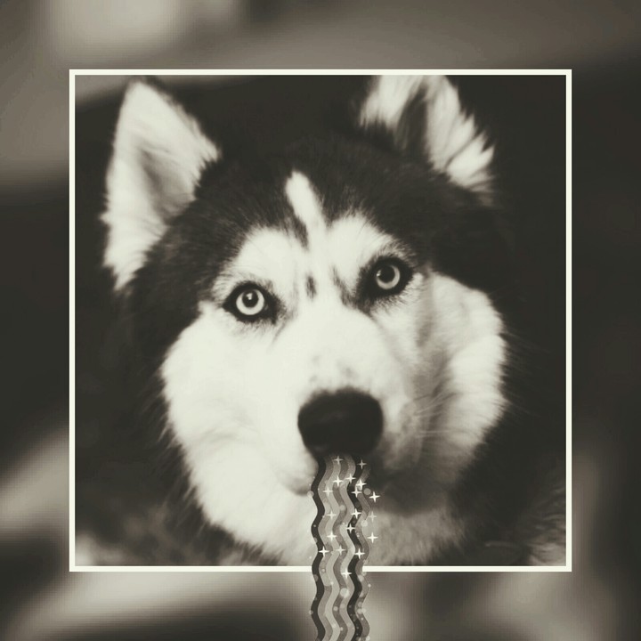 hasky