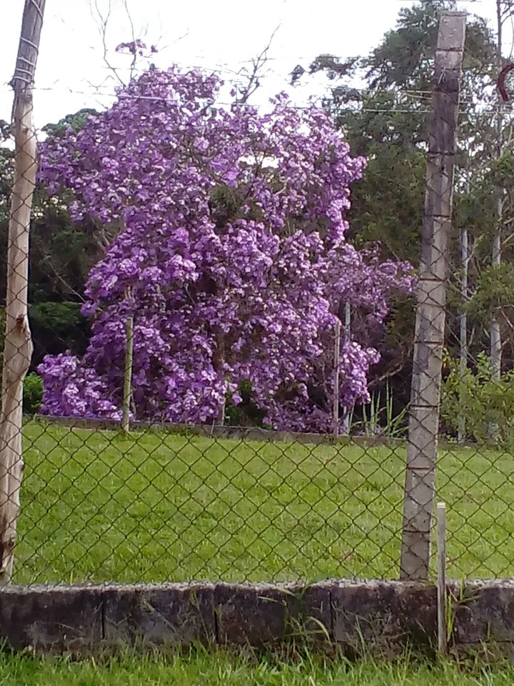 Quaresmeira