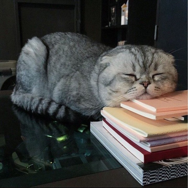 The cat fell asleep on the books of the mistress