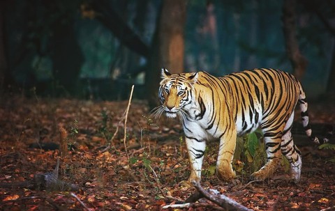 lion in the jungle, downloaded it