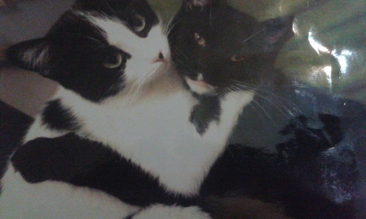 cat