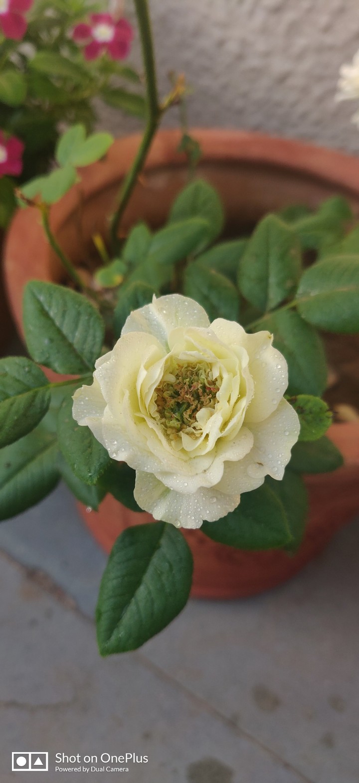 white rose
