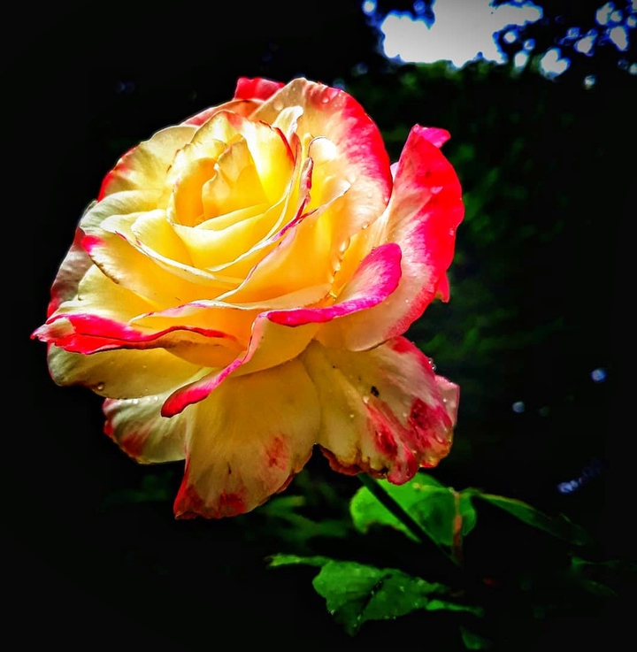 Double color