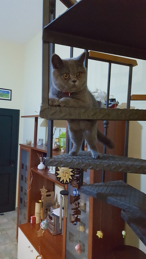 my cat