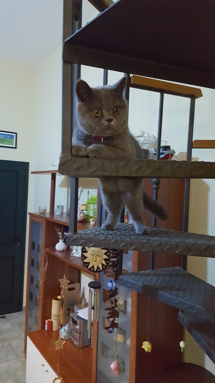 my cat