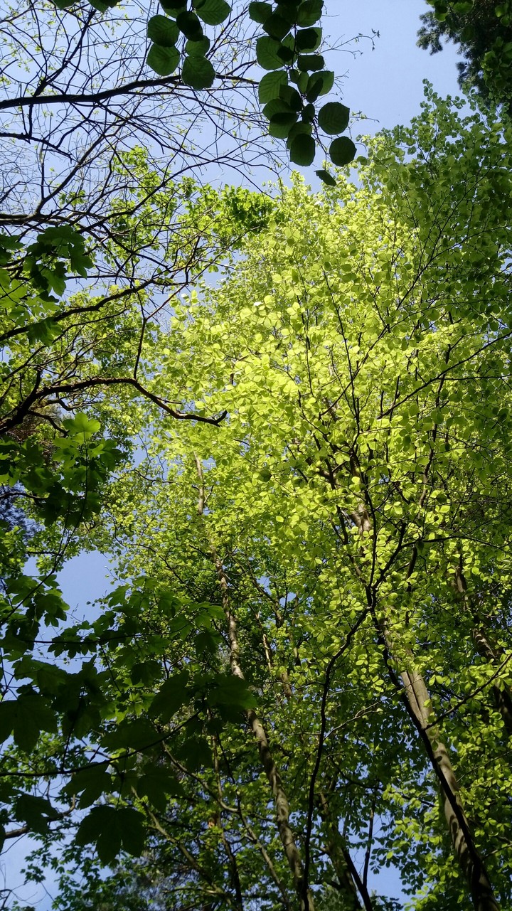Forest 1