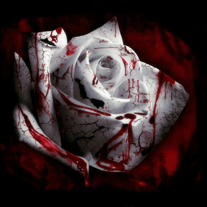 Blood Rose