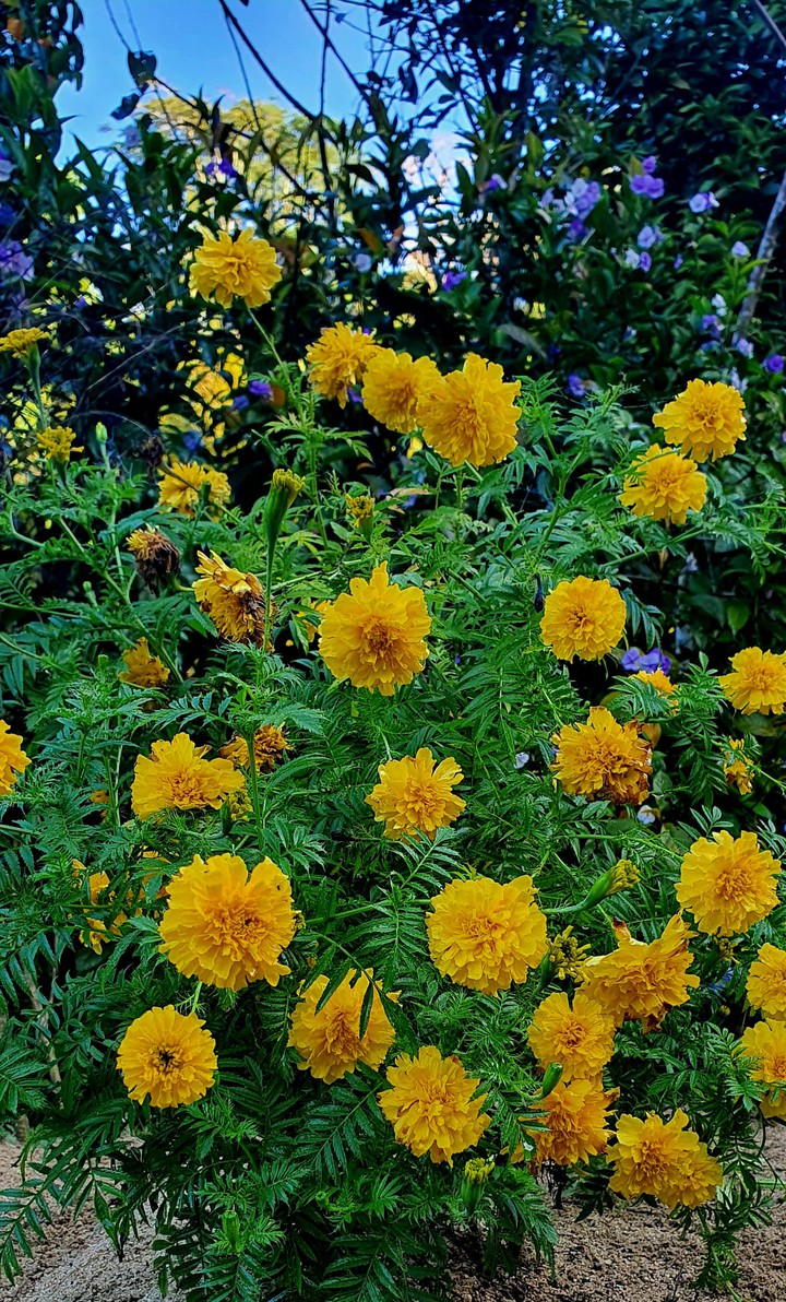 Claveles de Muerto