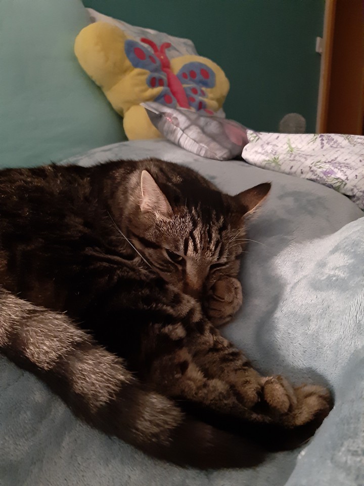 katze