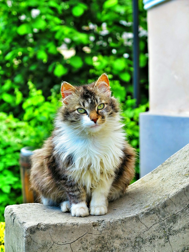 pisica