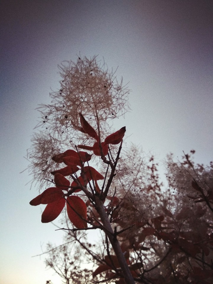 red leaves