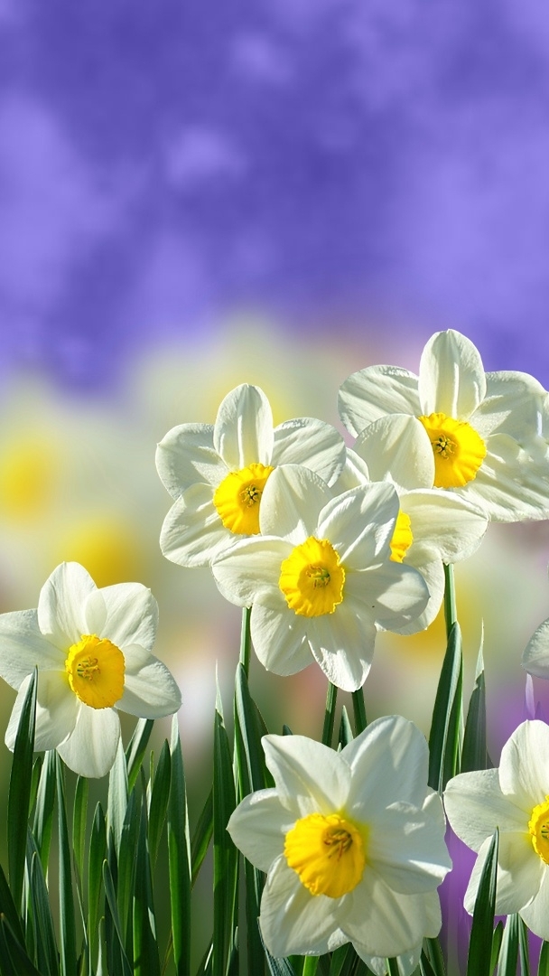 Narcissus