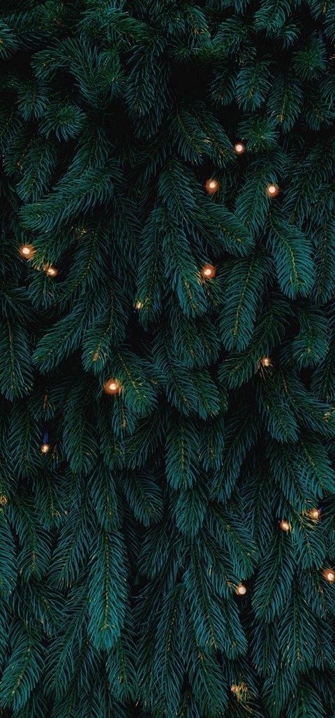 conifers, evergreen壁纸