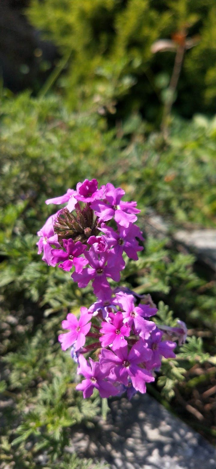 violate flower