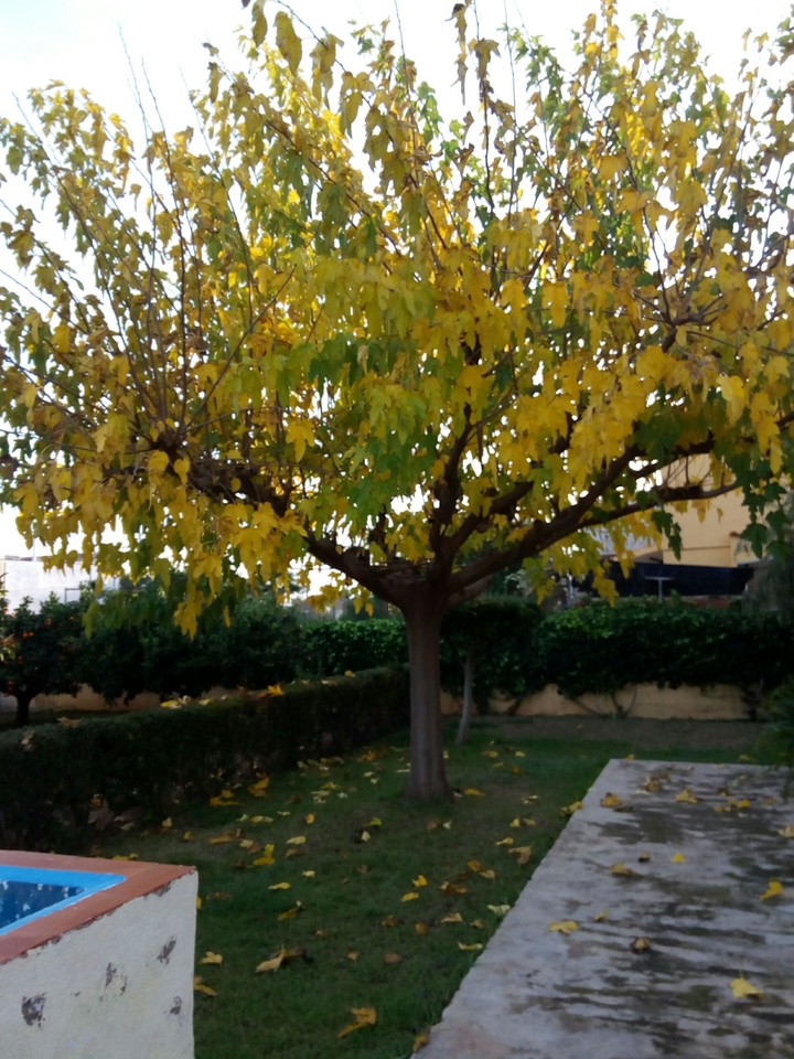 Otoño