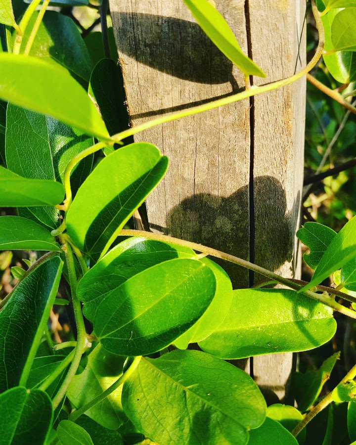 Leaf