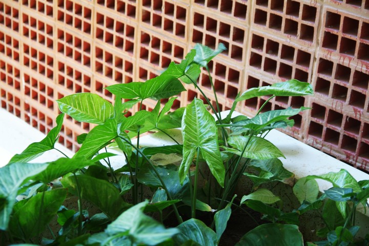 Plant