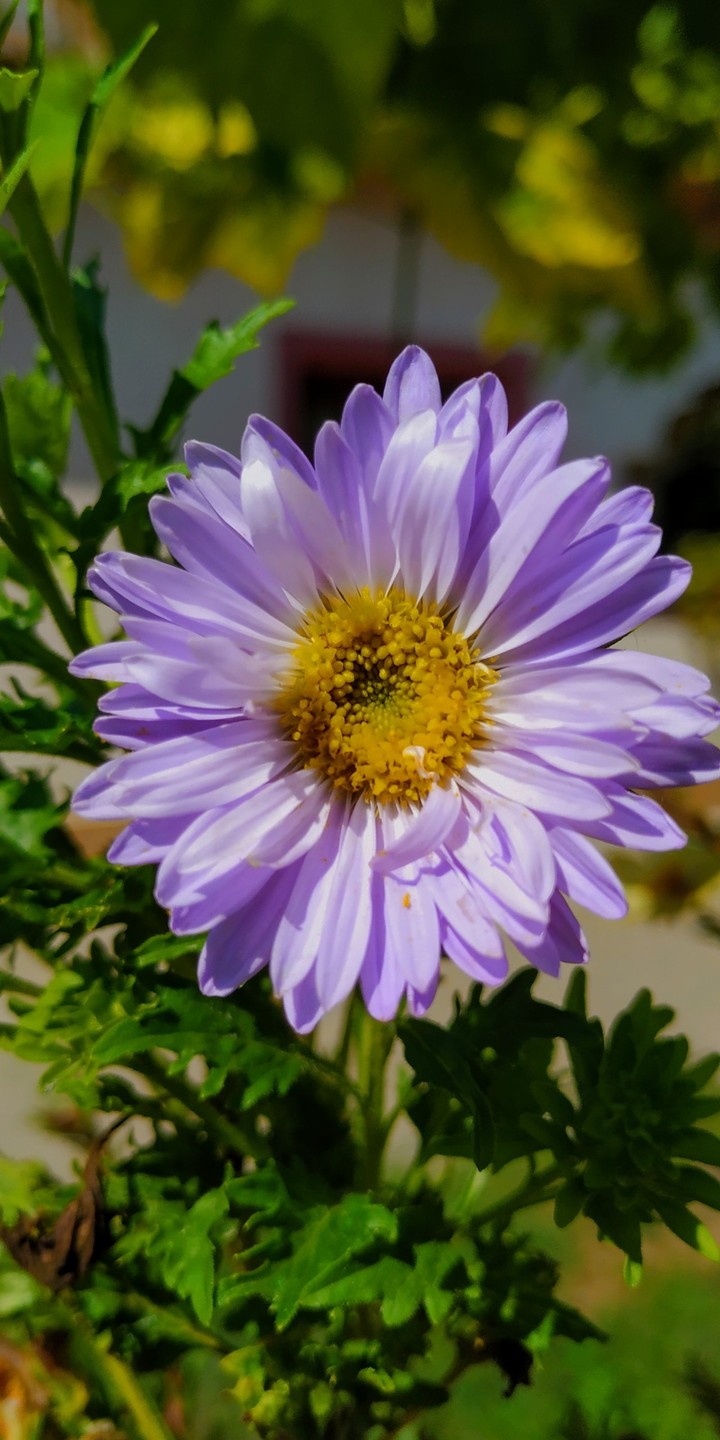 flower
