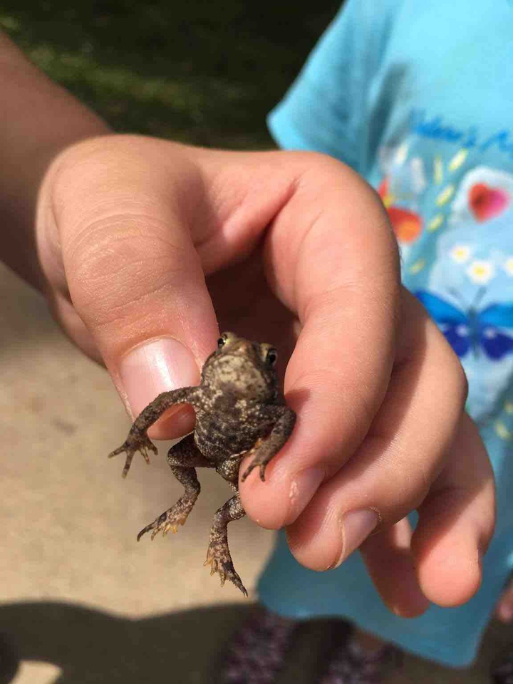 this my pet frog