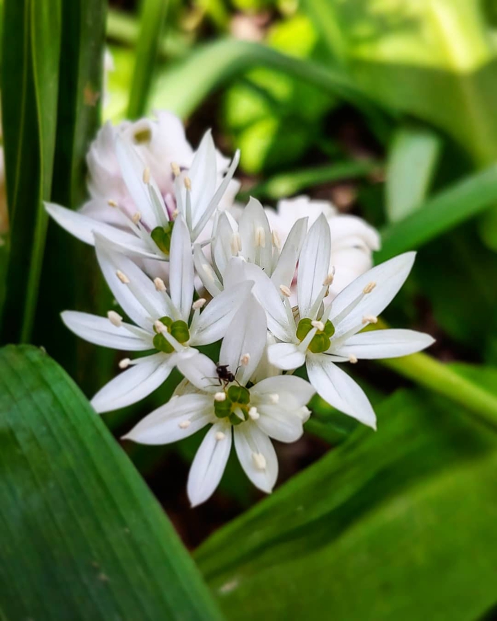 wild garlic