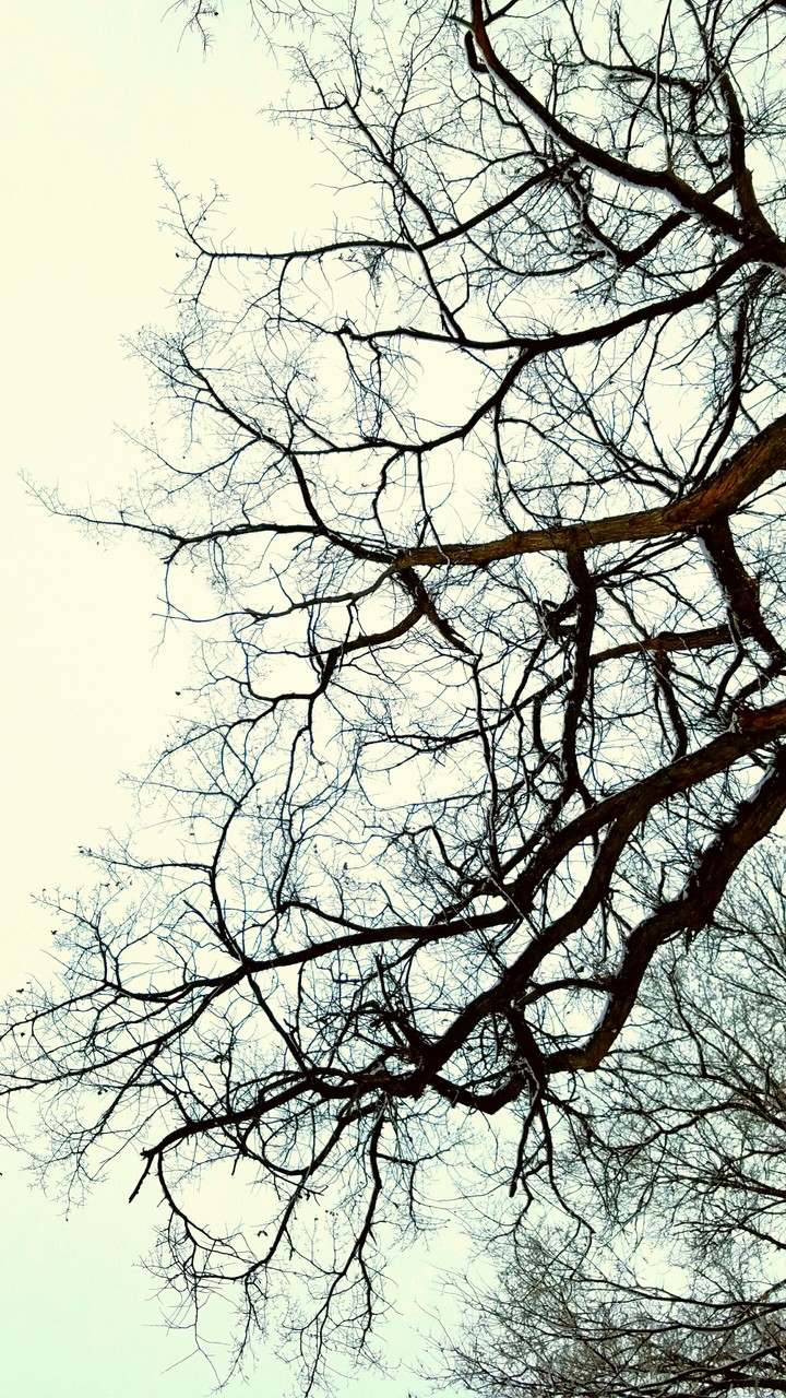 Tree Against the Sky