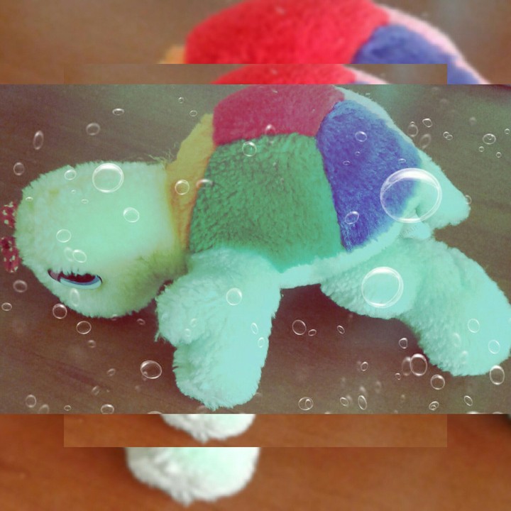Little shy turtle...
