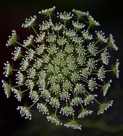 sfondi symmetry, ajwain