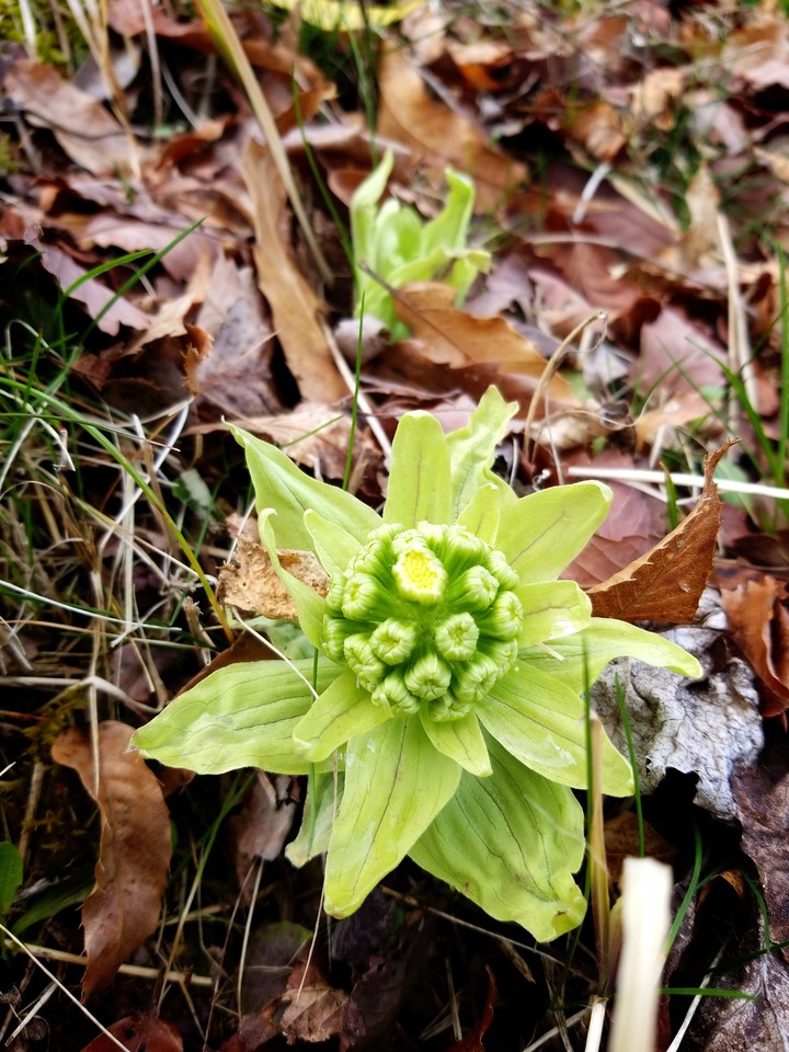 Butterbur sprout