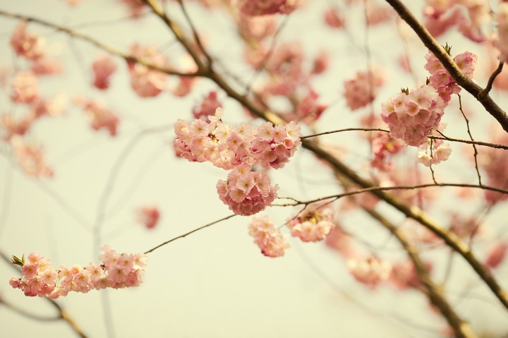 baby pink flowers