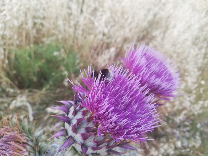 Pollinator
