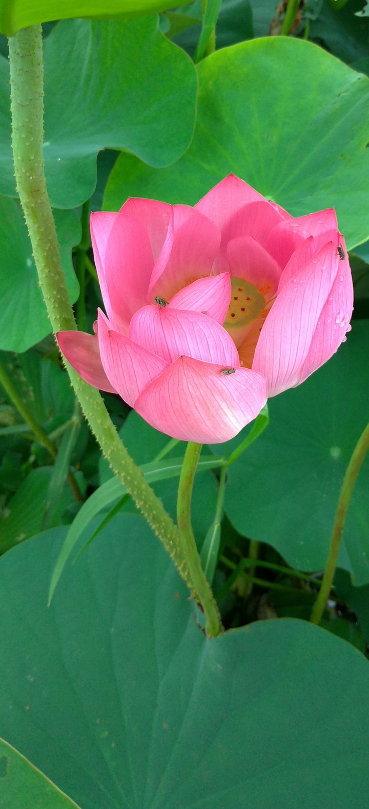 結果實的蓮花