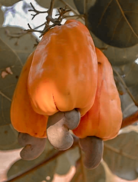 Fruits