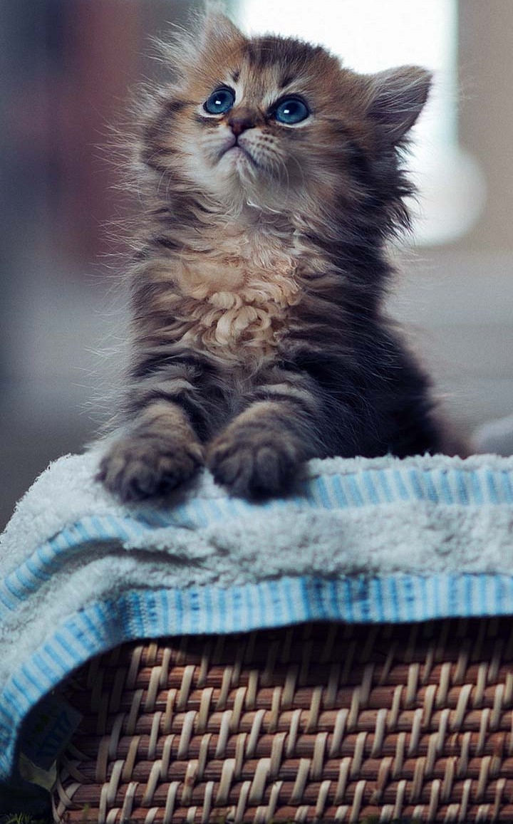 cute cat