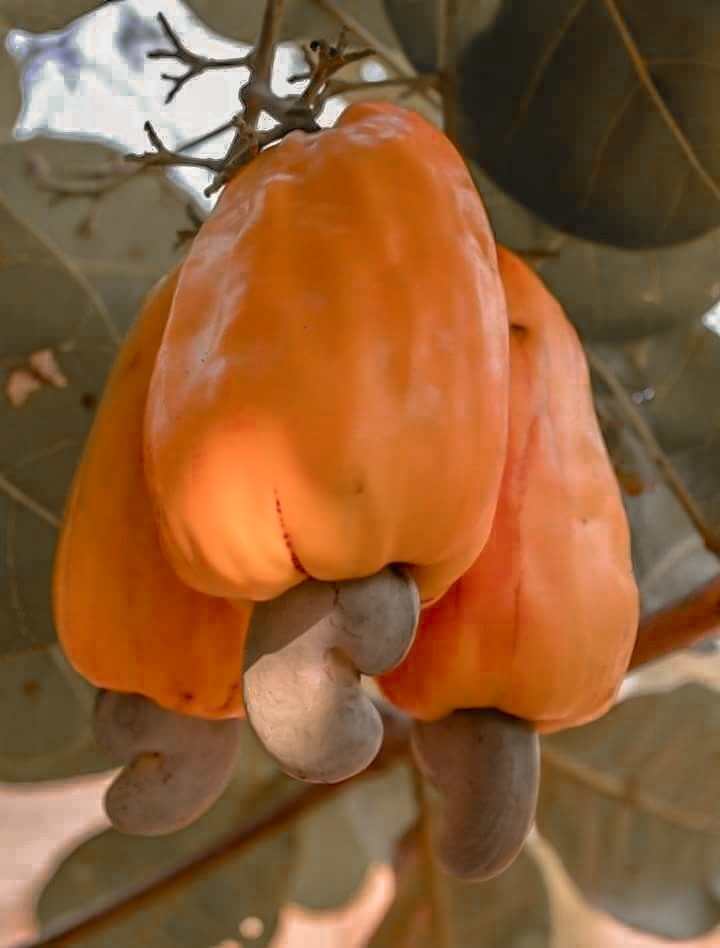 Fruits