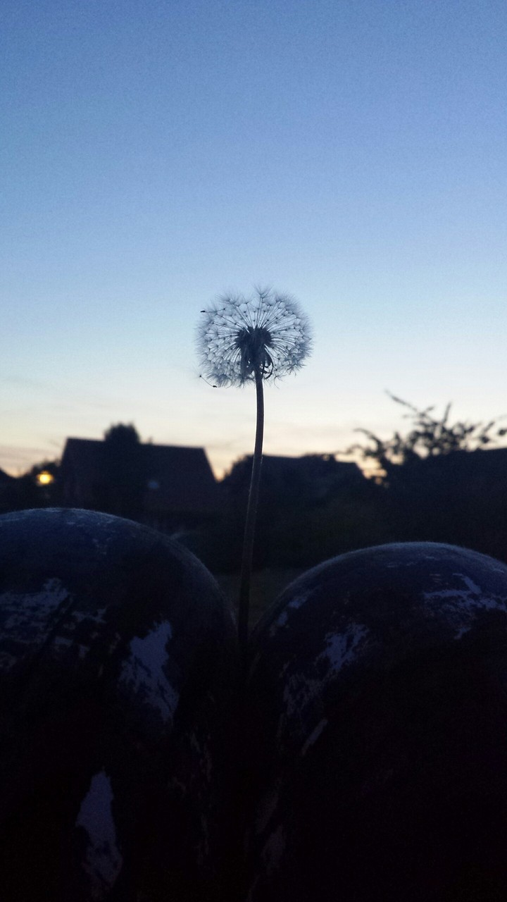 Dandelion