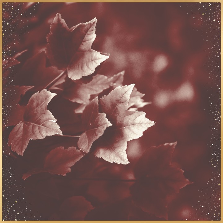 Brown leaves