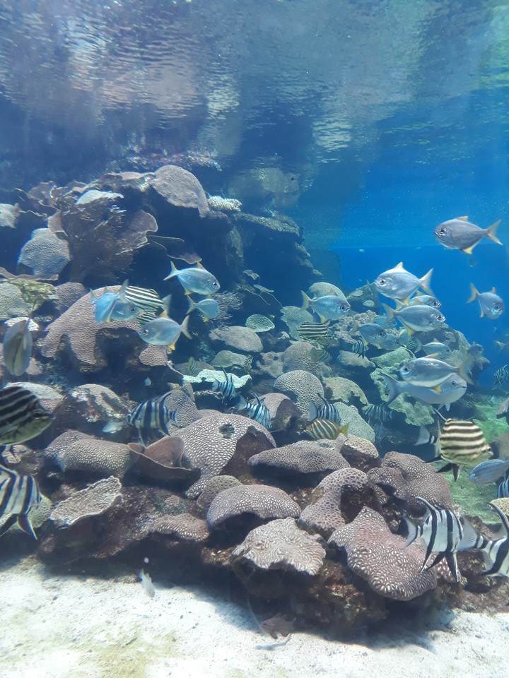 Under the sea