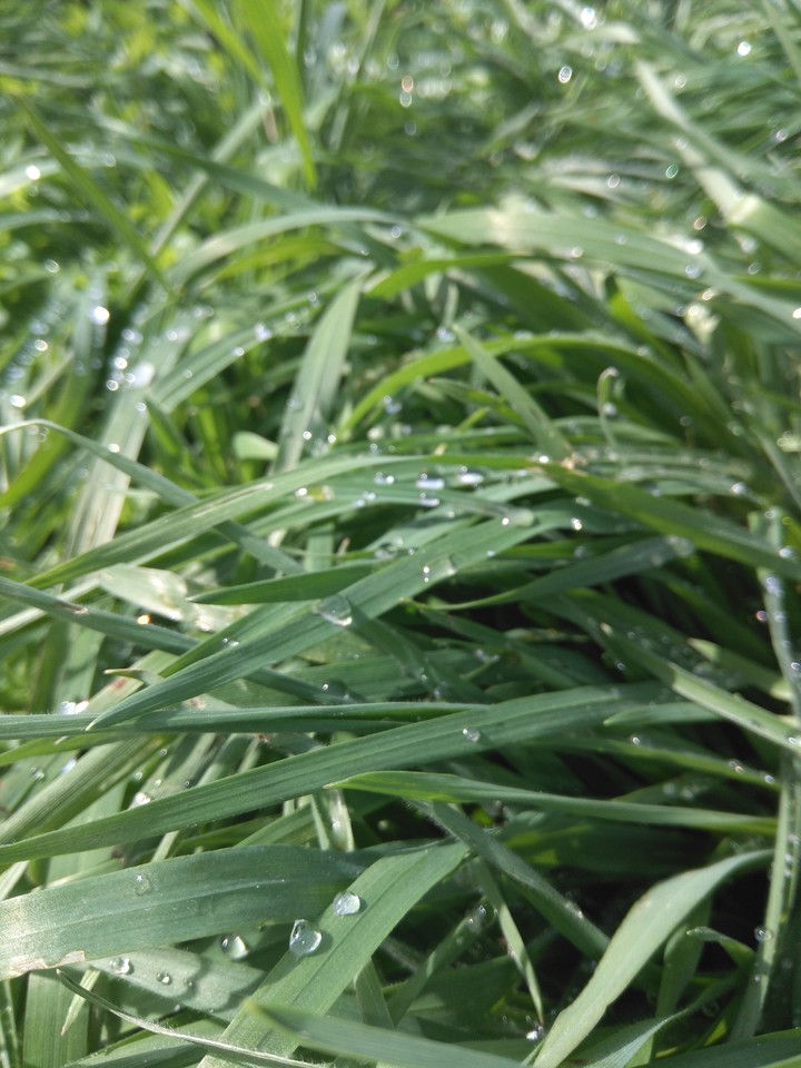 morning dew2