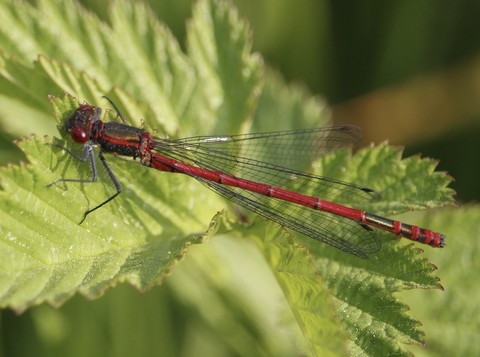 organism, dragonfly wallpapers