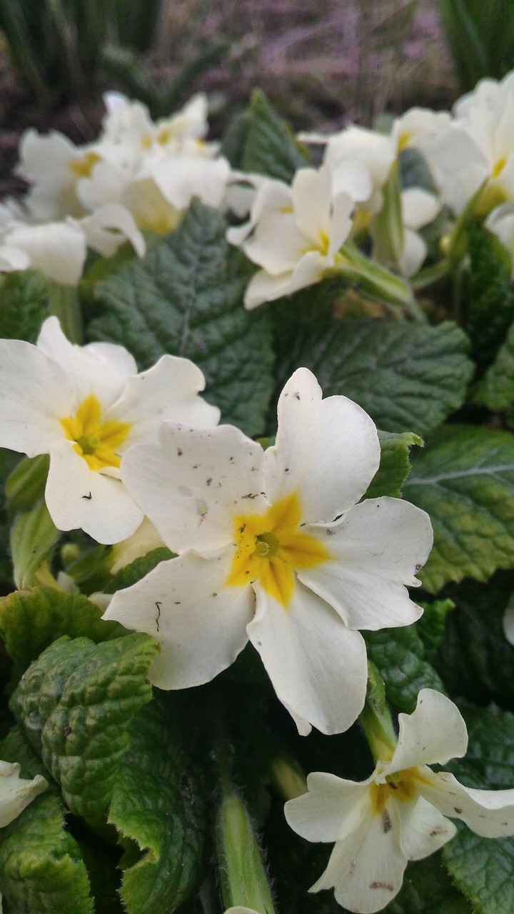 Flowers