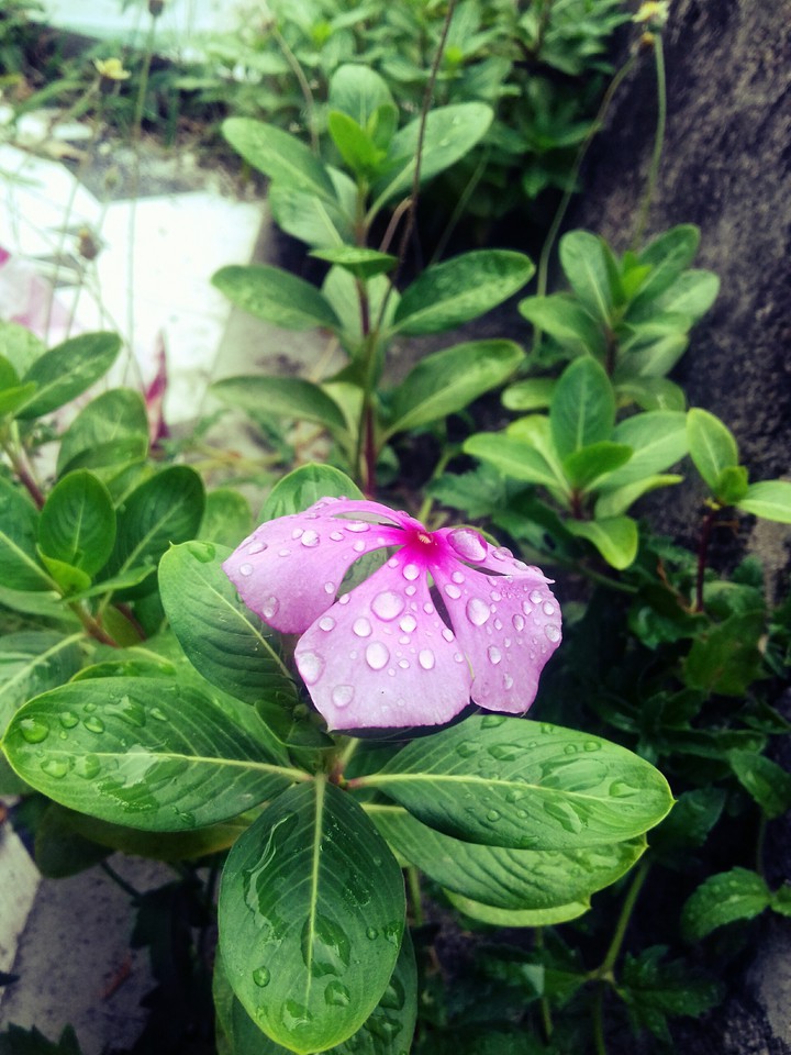 Hoa Dừa Cạn