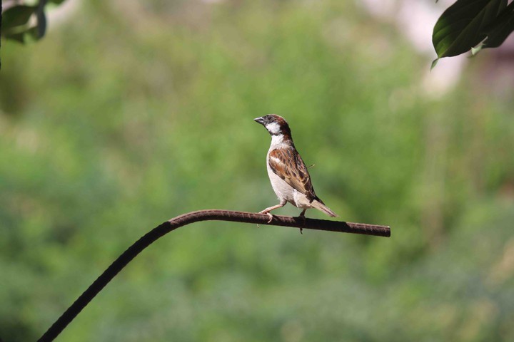 bird