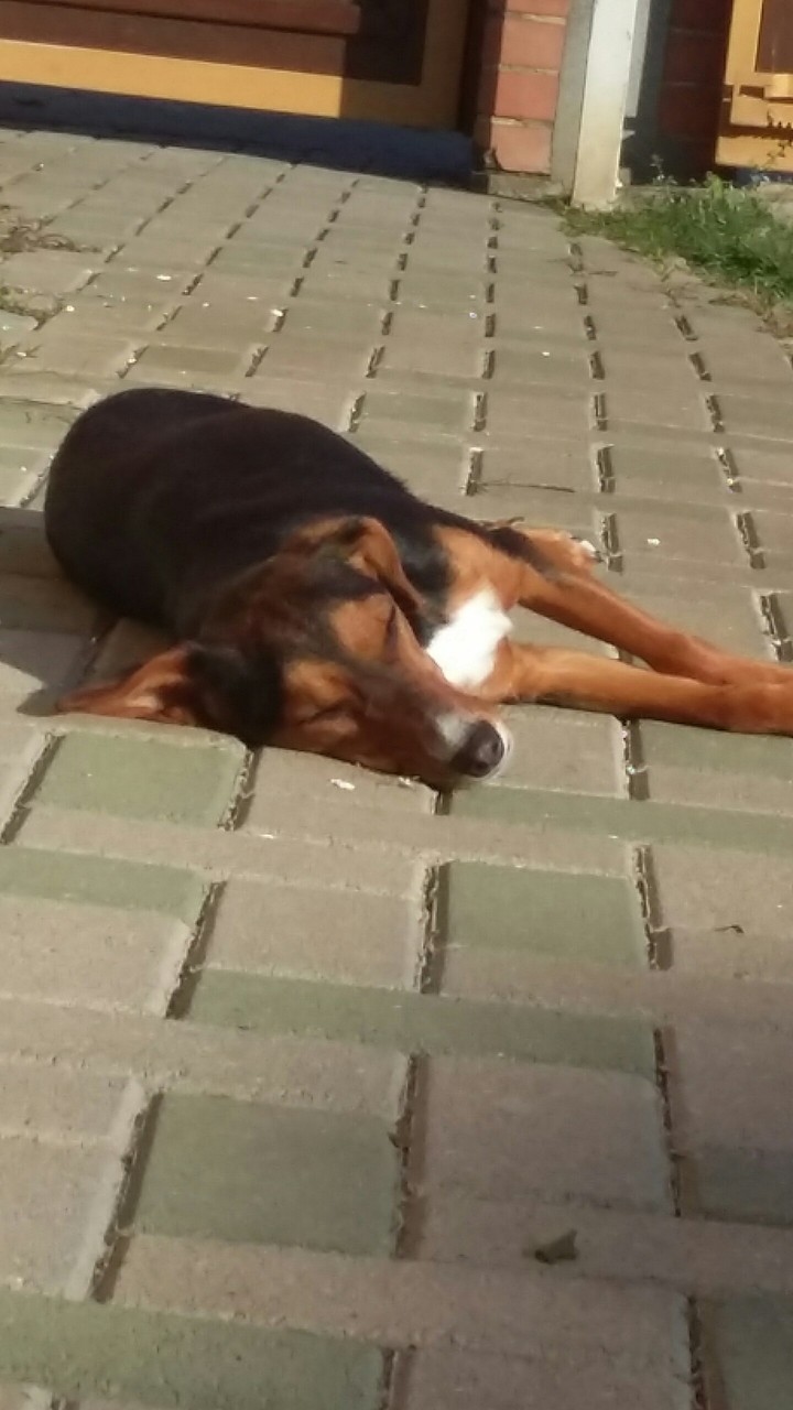 sleeping my dog/ alszik a kutyám