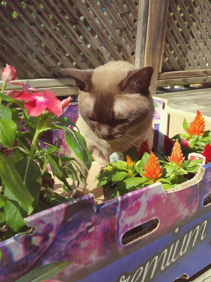 Kitty cat in a box
