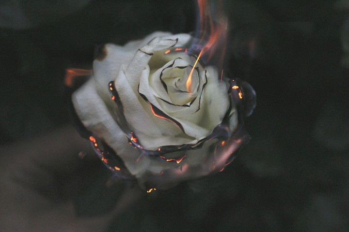 fire flower